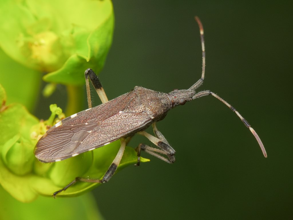 Dicranocephalus albipes (Fabricius, 1781)